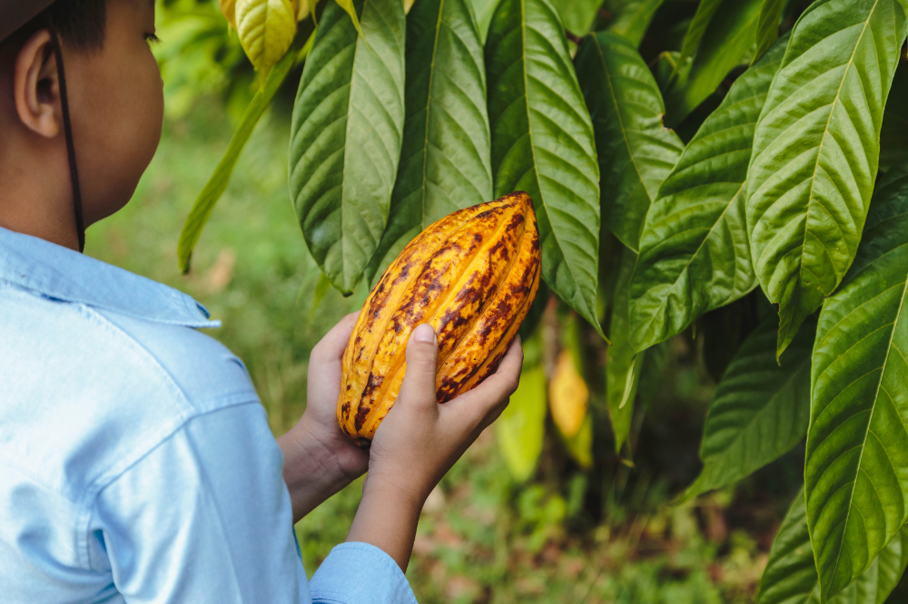 The image shows a person, likely a farmer or worker, holding a ripe cacao pod in their hands while standing near lush, green cacao leaves. The scene suggests a connection to sustainable agriculture or reforestation efforts, highlighting the cultivation of cacao plants within a reforested environment. The vibrant pod and leaves emphasize the importance of reforestation in promoting biodiversity and supporting eco-friendly farming practices.